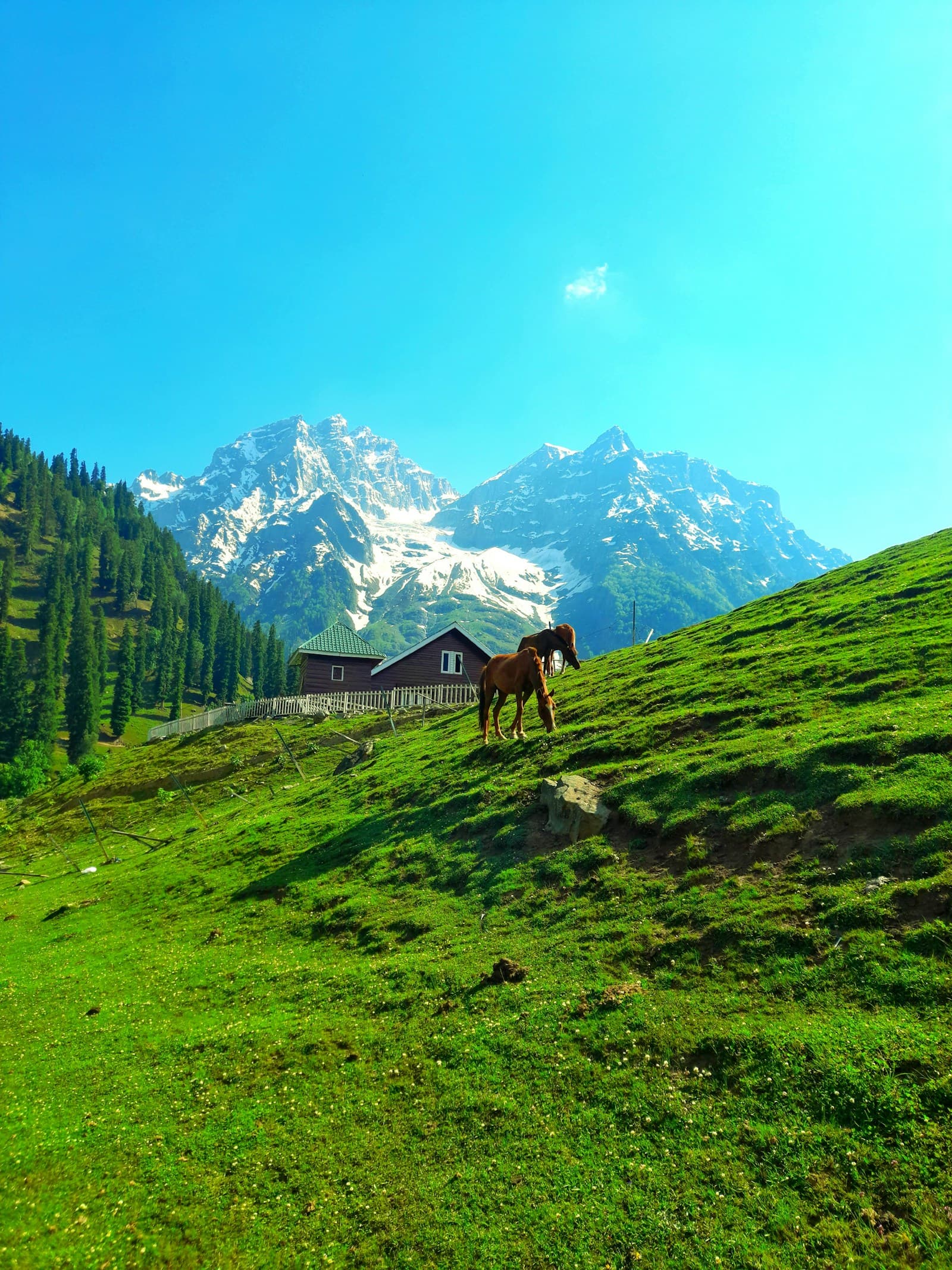 Sonamarg & The Meadow of Gold